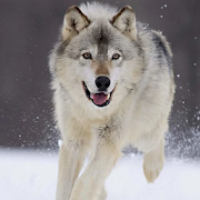 com dogsimulator wolf