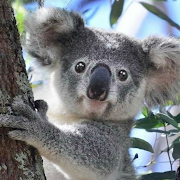com laugh talking koala