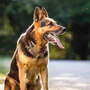 com myapp German Shepherd Dog Wallpaper
