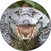 com sounds alligator