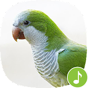 io appp sounds parrot