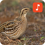 rain quail sounds manitdev info